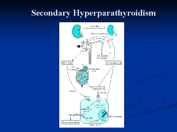 Secondary Hyperparathyroidism 