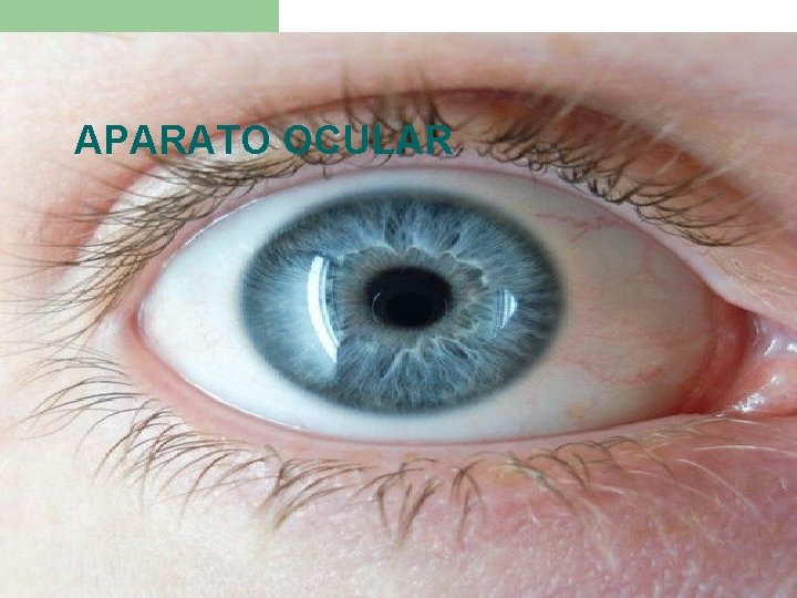 APARATO OCULAR 