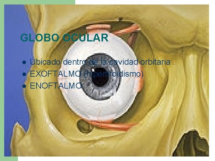 GLOBO OCULAR l l l Ubicado dentro de la cavidad orbitaria. EXOFTALMO (hipertiroidismo) ENOFTALMO