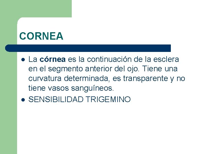 CORNEA l l La córnea es la continuación de la esclera en el segmento