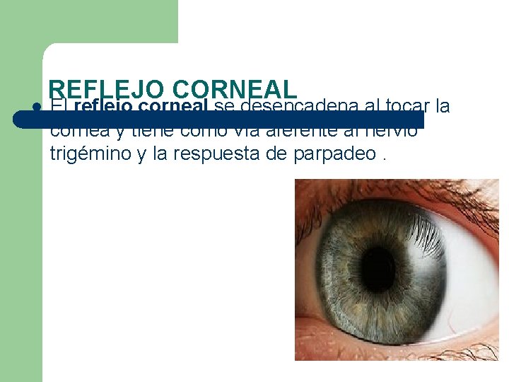 l REFLEJO CORNEAL El reflejo corneal se desencadena al tocar la córnea y tiene