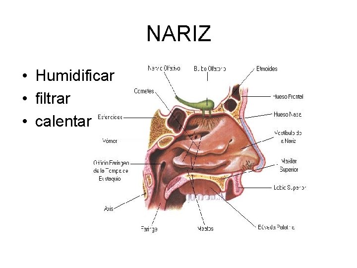 NARIZ • Humidificar • filtrar • calentar 