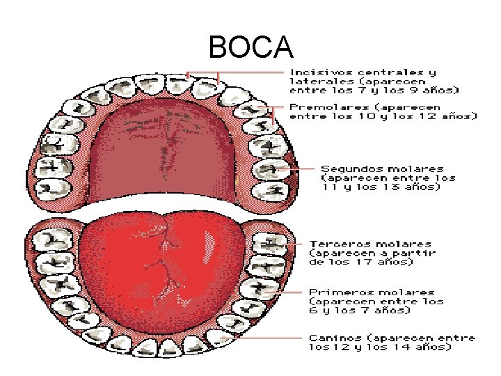 BOCA 