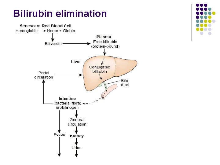 Bilirubin elimination 