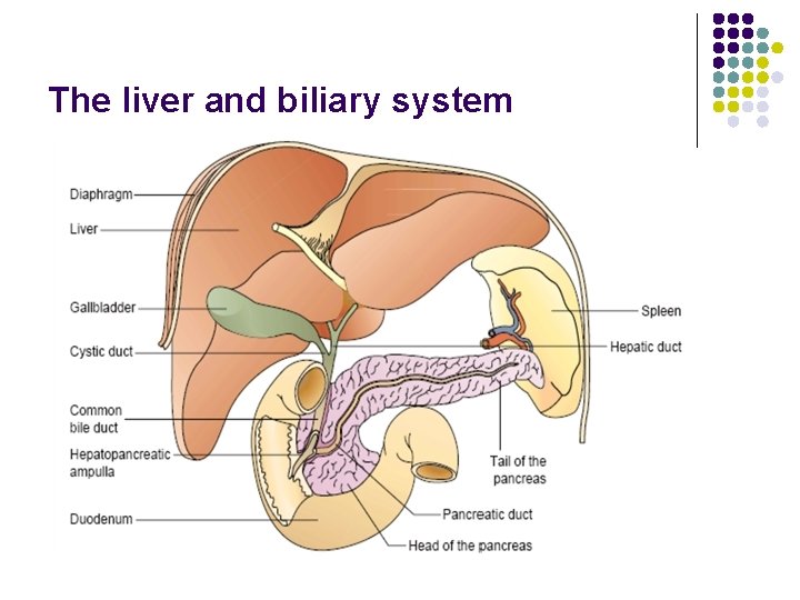 The liver and biliary system 