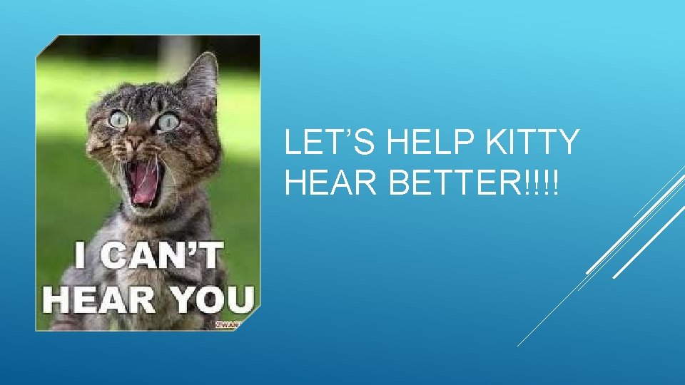 LET’S HELP KITTY HEAR BETTER!!!! 