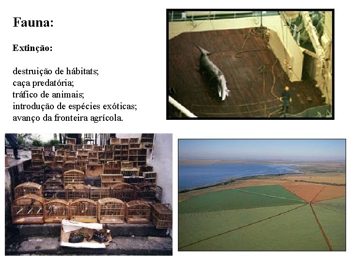 Fauna: Extinção: destruição de hábitats; caça predatória; tráfico de animais; introdução de espécies exóticas;