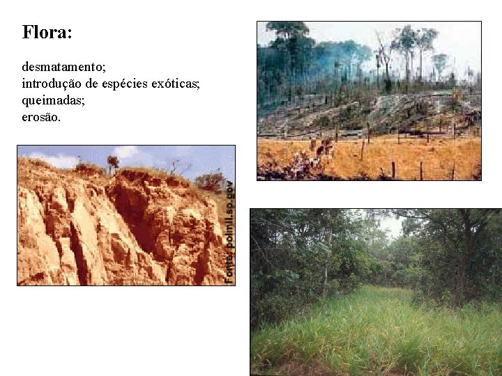 Flora: desmatamento; introdução de espécies exóticas; queimadas; erosão. 