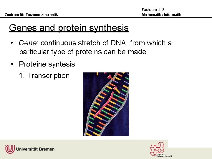 Zentrum für Technomathematik Fachbereich 3 Mathematik / Informatik Genes and protein synthesis • Gene: