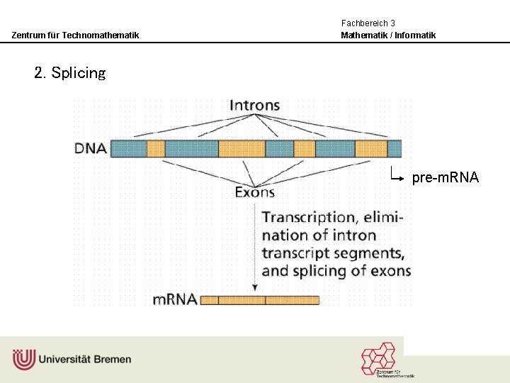 Zentrum für Technomathematik Fachbereich 3 Mathematik / Informatik 2. Splicing pre-m. RNA 