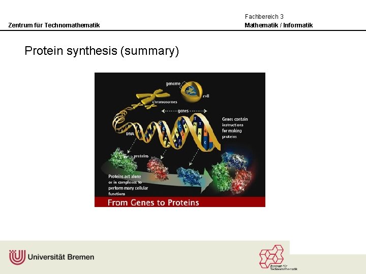 Zentrum für Technomathematik Protein synthesis (summary) Fachbereich 3 Mathematik / Informatik 