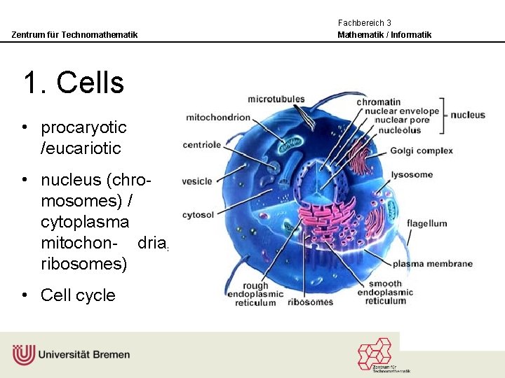 Zentrum für Technomathematik 1. Cells • procaryotic /eucariotic • nucleus (chromosomes) / cytoplasma (i.