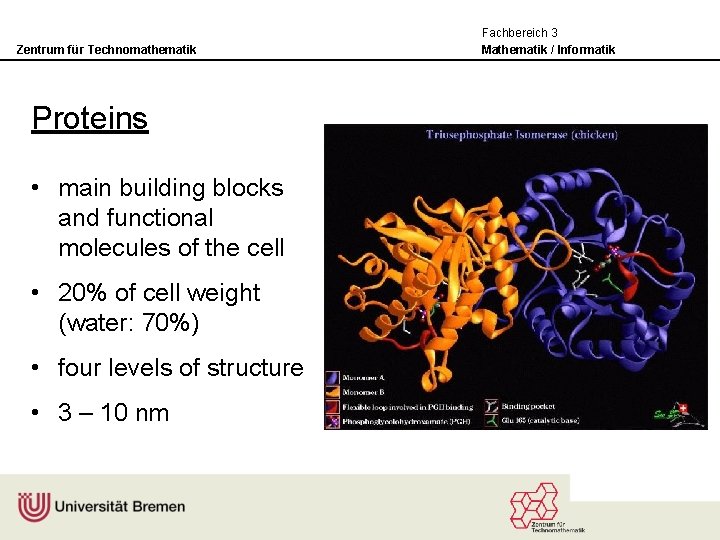 Zentrum für Technomathematik Proteins • main building blocks and functional molecules of the cell