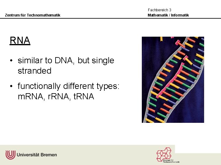 Zentrum für Technomathematik RNA • similar to DNA, but single stranded • functionally different