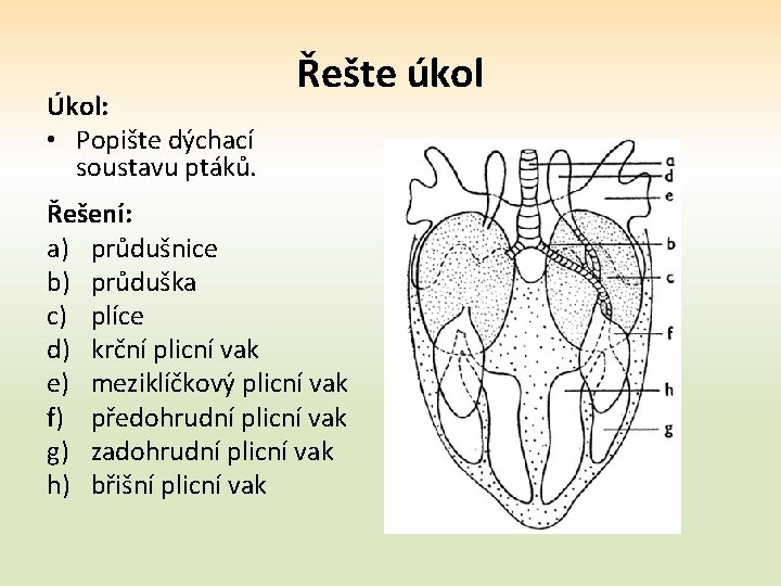 Úkol: • Popište dýchací soustavu ptáků. Řešte úkol Řešení: a) průdušnice b) průduška c)