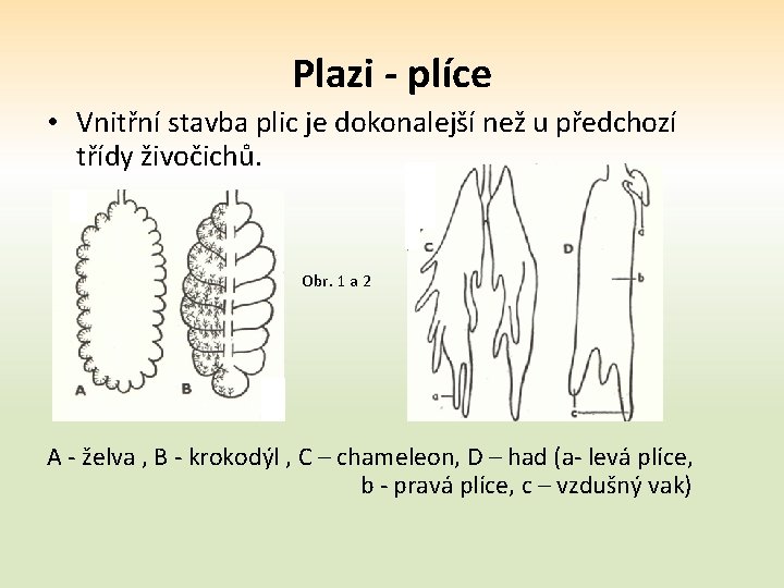 Plazi - plíce • Vnitřní stavba plic je dokonalejší než u předchozí třídy živočichů.