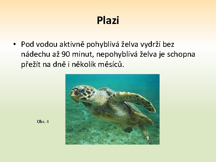 Plazi • Pod vodou aktivně pohyblivá želva vydrží bez nádechu až 90 minut, nepohyblivá