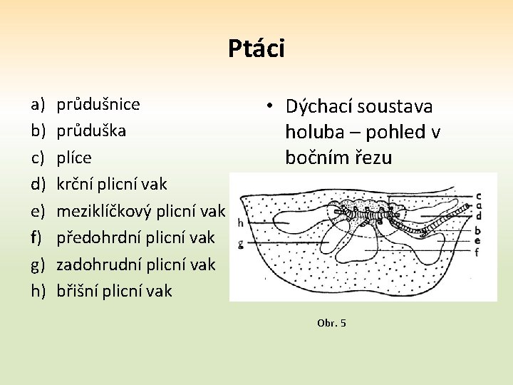 Ptáci a) b) c) d) e) f) g) h) průdušnice průduška plíce krční plicní