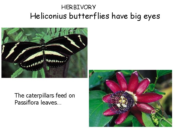 HERBIVORY Heliconius butterflies have big eyes The caterpillars feed on Passiflora leaves… 