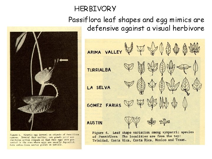 HERBIVORY Passiflora leaf shapes and egg mimics are defensive against a visual herbivore 