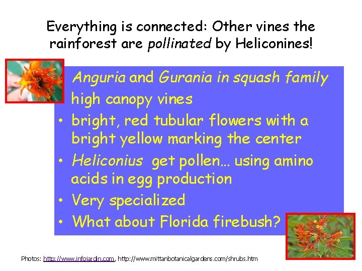 Everything is connected: Other vines the rainforest are pollinated by Heliconines! • Anguria and