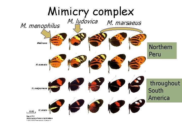 Mimicry complex M. menophilus M. ludovica M. marsaeus Northern Peru throughout South America 