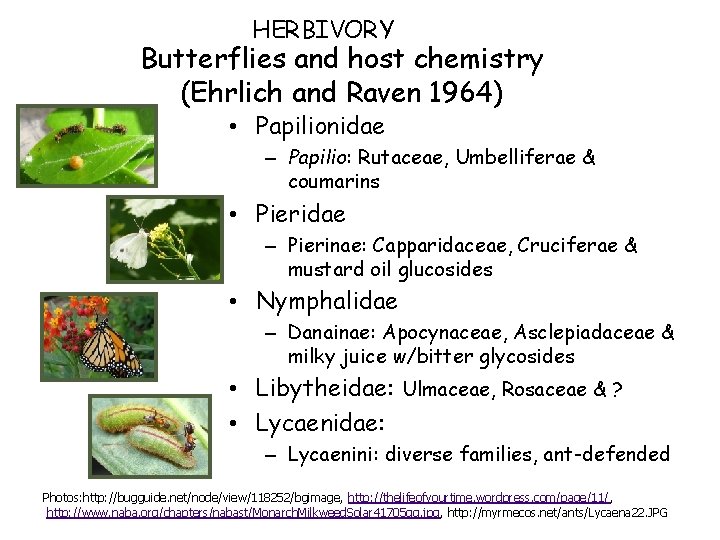 HERBIVORY Butterflies and host chemistry (Ehrlich and Raven 1964) • Papilionidae – Papilio: Rutaceae,