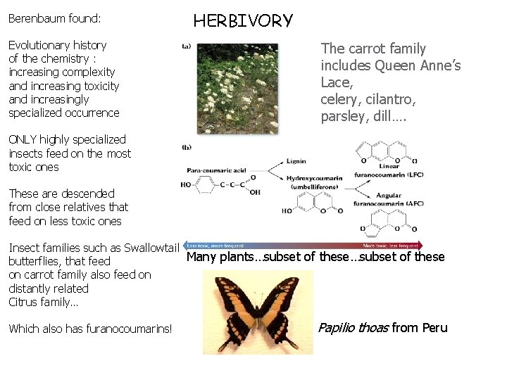 Berenbaum found: Evolutionary history of the chemistry : increasing complexity and increasing toxicity and
