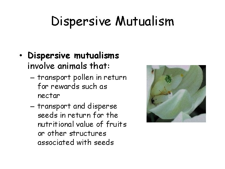 Dispersive Mutualism • Dispersive mutualisms involve animals that: – transport pollen in return for