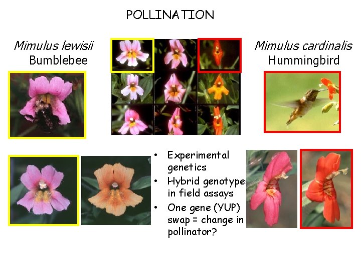 POLLINATION Mimulus lewisii Mimulus cardinalis Bumblebee Hummingbird • Experimental genetics • Hybrid genotypes in