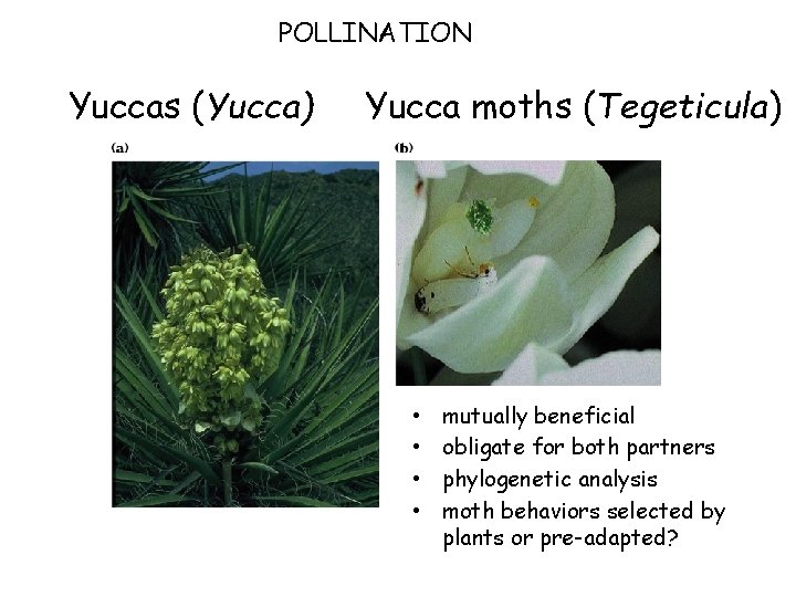 POLLINATION Yuccas (Yucca) Yucca moths (Tegeticula) • • mutually beneficial obligate for both partners