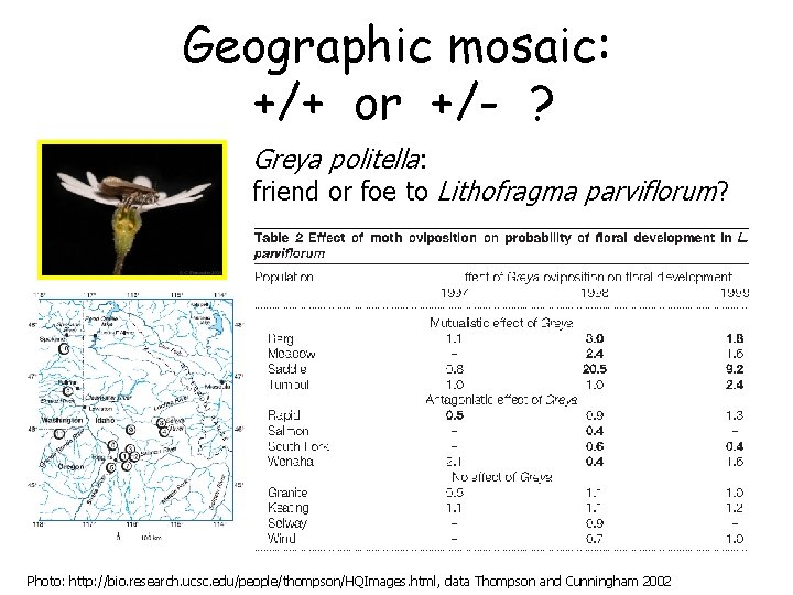 Geographic mosaic: +/+ or +/- ? Greya politella: friend or foe to Lithofragma parviflorum?