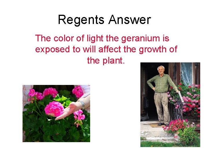 Regents Answer The color of light the geranium is exposed to will affect the