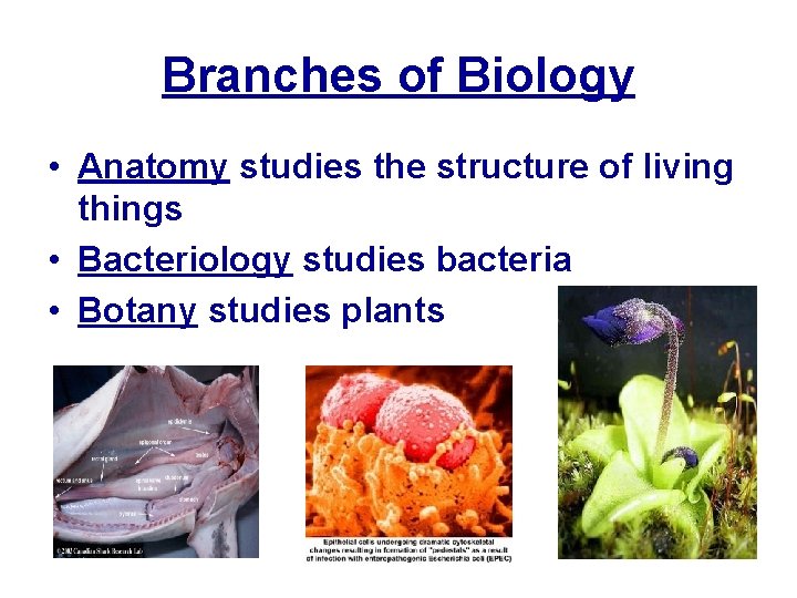 Branches of Biology • Anatomy studies the structure of living things • Bacteriology studies