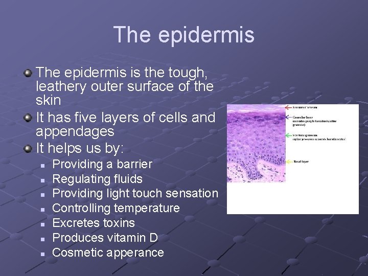 The epidermis is the tough, leathery outer surface of the skin It has five The epidermis is the tough, leathery outer surface of the skin It has five