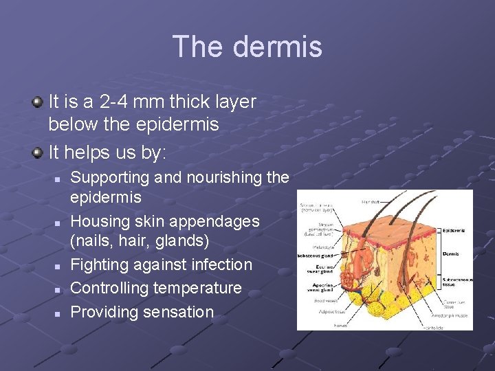 The dermis It is a 2 -4 mm thick layer below the epidermis It