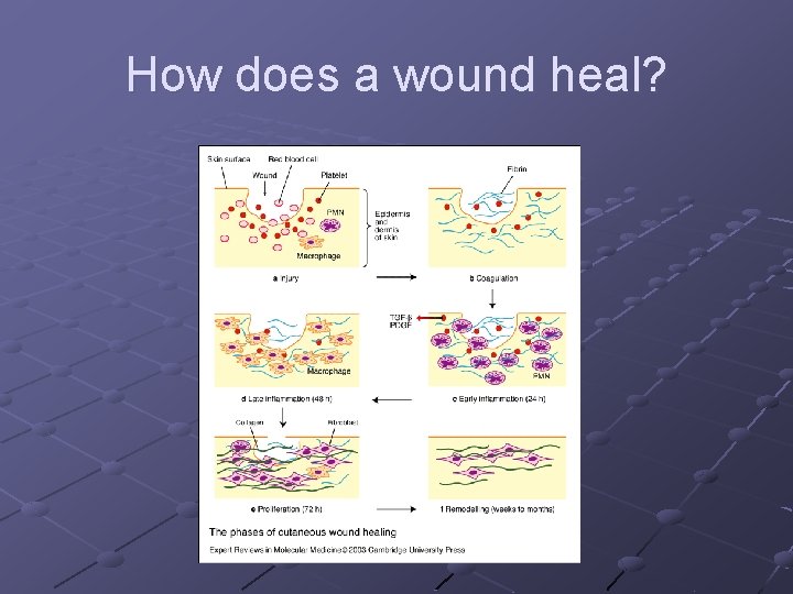 How does a wound heal? 