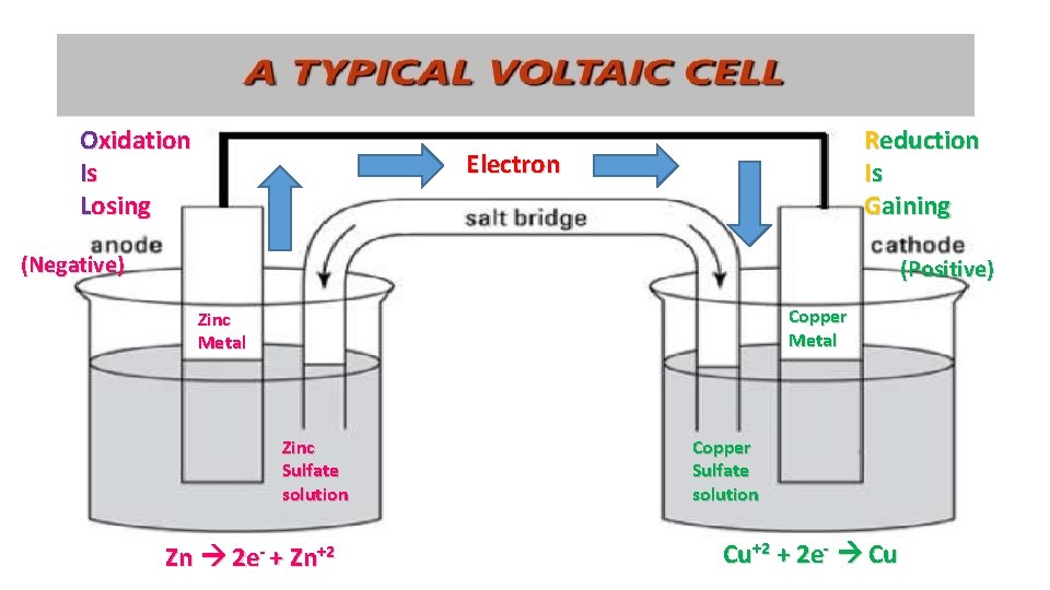 Oxidation Is Losing Reduction Is Gaining Electron (Negative) (Positive) Copper Metal Zinc Sulfate solution