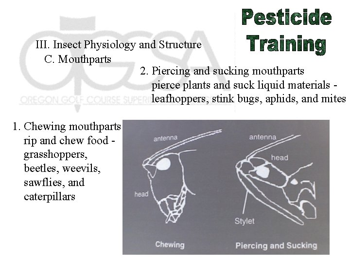III. Insect Physiology and Structure C. Mouthparts 2. Piercing and sucking mouthparts pierce plants