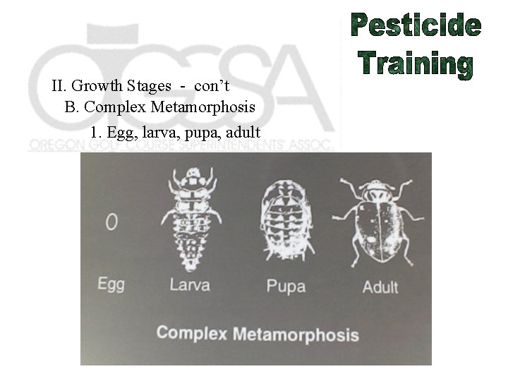 II. Growth Stages - con’t B. Complex Metamorphosis 1. Egg, larva, pupa, adult 