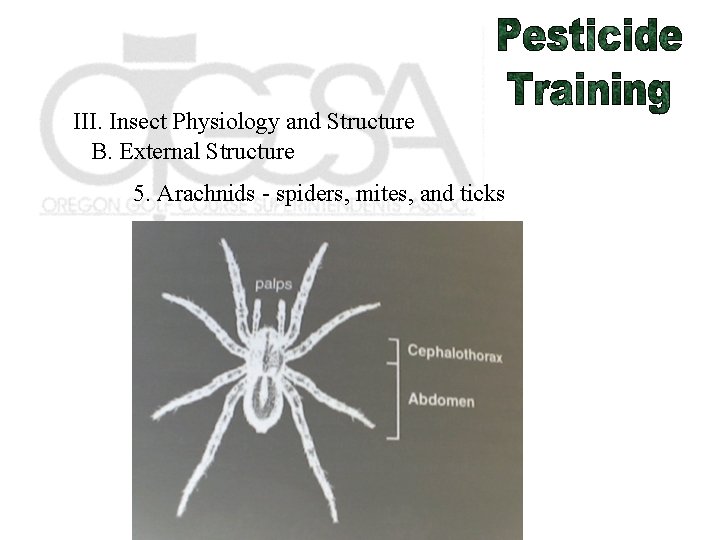 III. Insect Physiology and Structure B. External Structure 5. Arachnids - spiders, mites, and