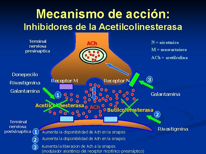 Mecanismo de acción: Inhibidores de la Acetilcolinesterasa Terminal nerviosa presinaptica N = nicotínico ACh Mecanismo de acción: Inhibidores de la Acetilcolinesterasa Terminal nerviosa presinaptica N = nicotínico ACh