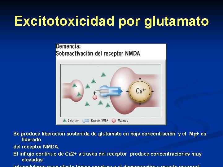 Excitotoxicidad por glutamato Se produce liberación sostenida de glutamato en baja concentración y el Excitotoxicidad por glutamato Se produce liberación sostenida de glutamato en baja concentración y el