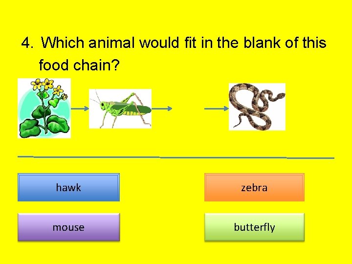 4. Which animal would fit in the blank of this food chain? ? hawk