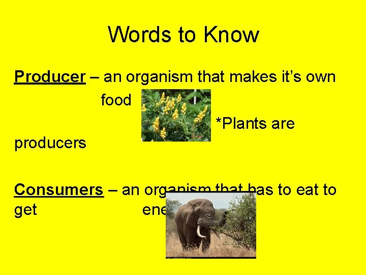 Words to Know Producer – an organism that makes it’s own food *Plants are