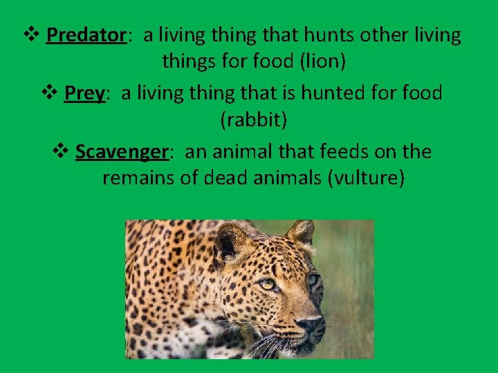 v Predator: a living that hunts other living things for food (lion) v Prey: