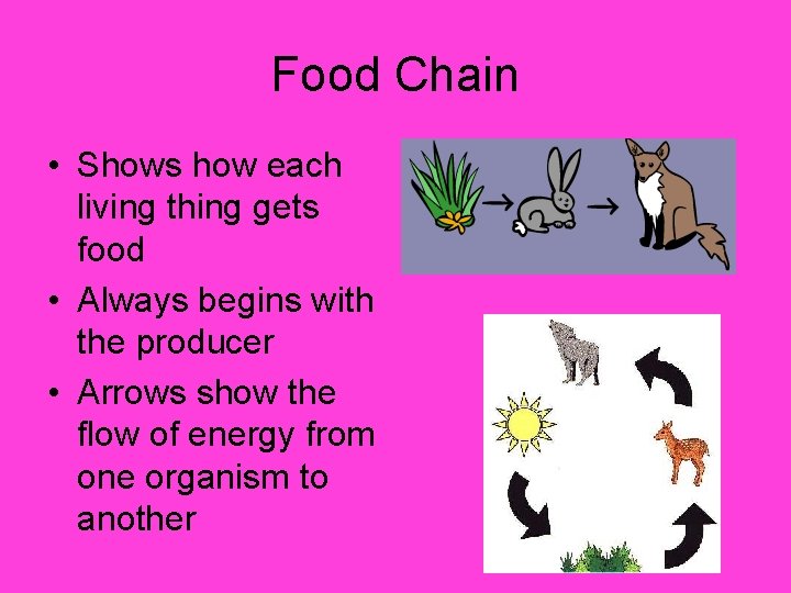 Food Chain • Shows how each living thing gets food • Always begins with