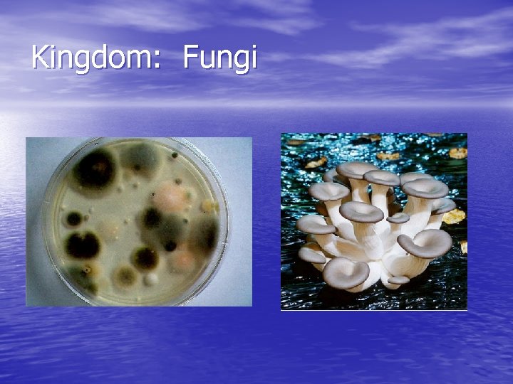 Kingdom: Fungi 