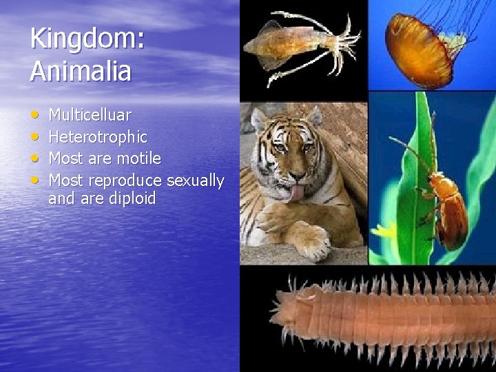 Kingdom: Animalia • • Multicelluar Heterotrophic Most are motile Most reproduce sexually and are