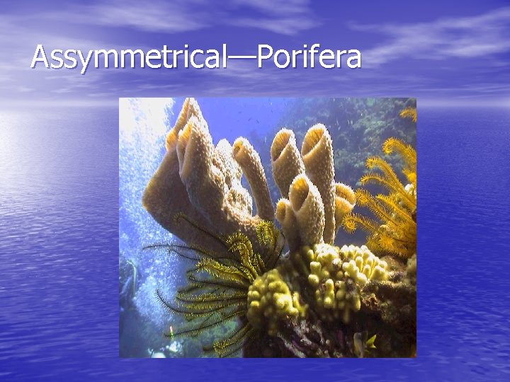 Assymmetrical—Porifera 